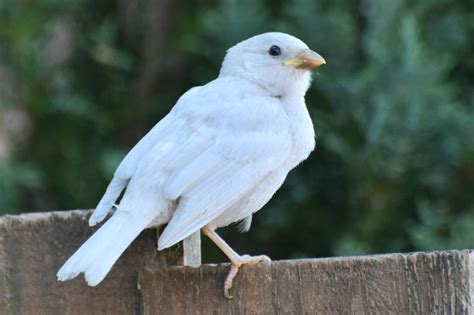 White sparrow - The idea took root during a casual discussion at the Society's office, and the first World Sparrow Day was celebrated on March 20, 2010. It wasn't long before the initiative …